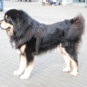 Tibetan Mastiff - Do-Khyi
